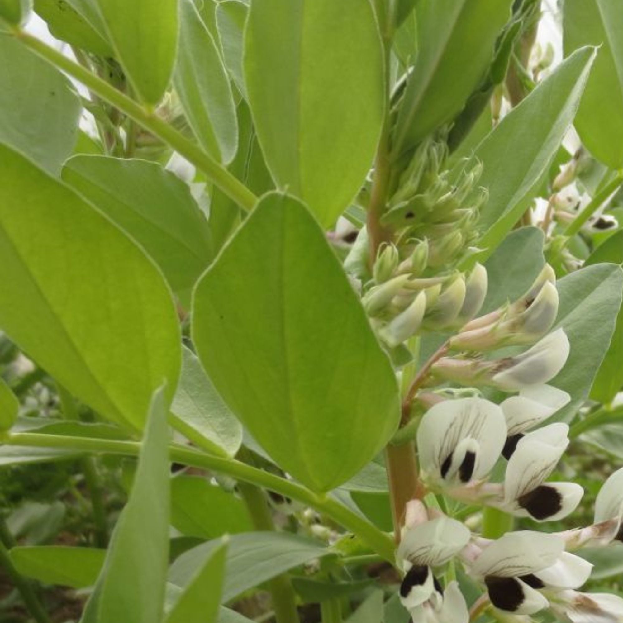 Spring fava leaves in Norwich pre-harvest.