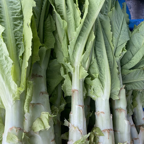 Celtuse grown on Norwich Meadows Farm - amazing in stir fry.