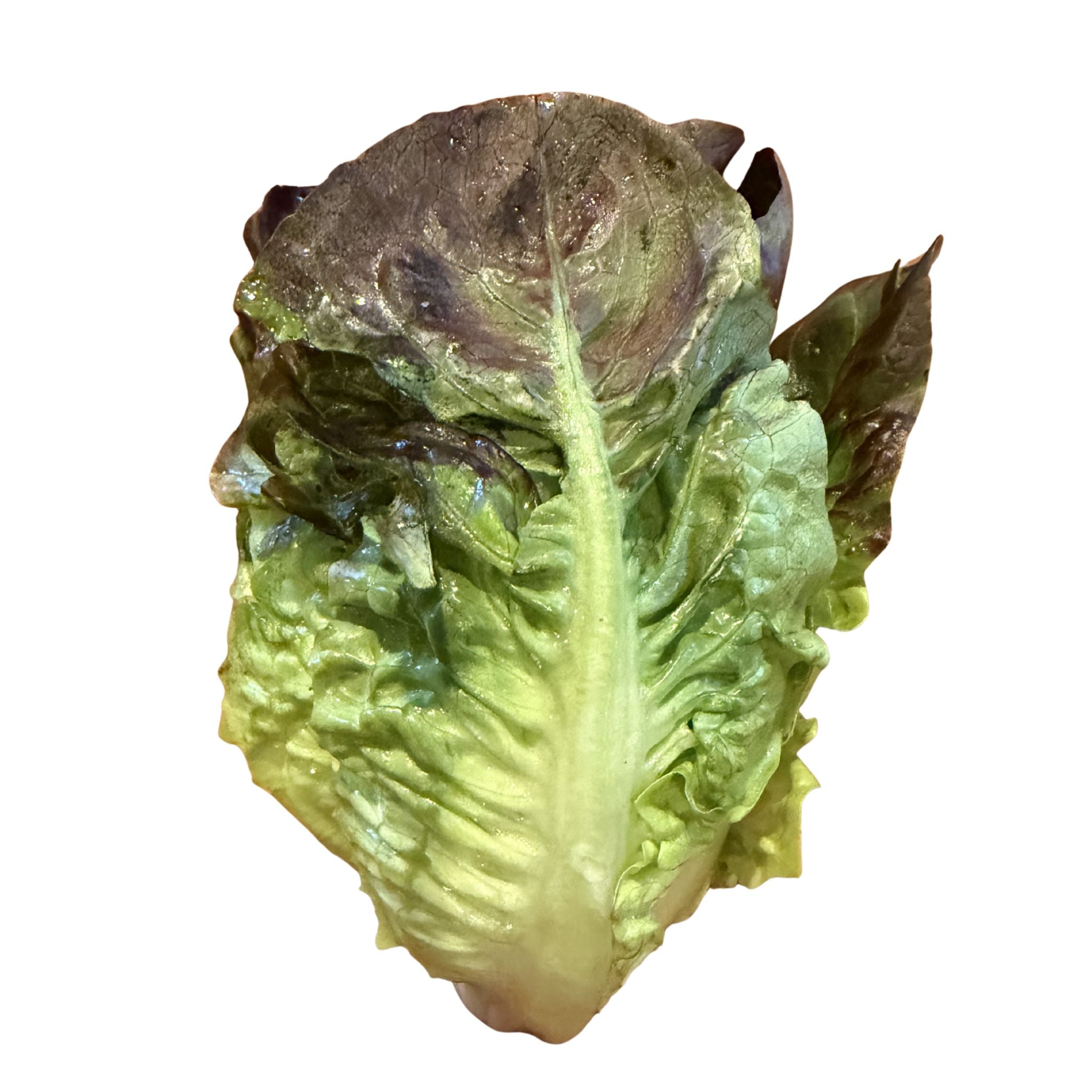 Little Red Gem Lettuce