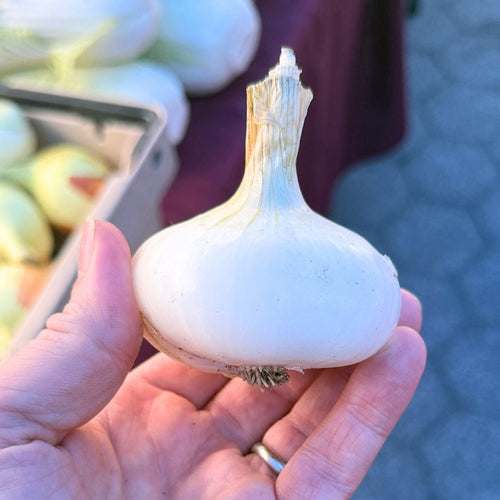 White Cip Onion