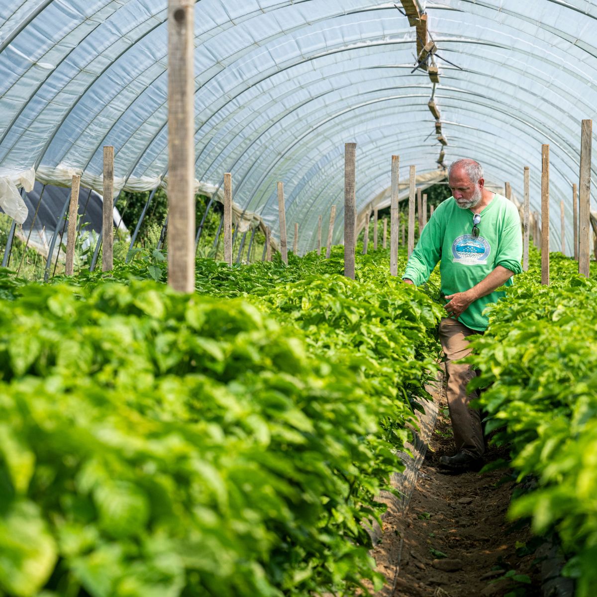 Norwich Meadows CoOwner Zaid Kurdieh in a high tunnel.