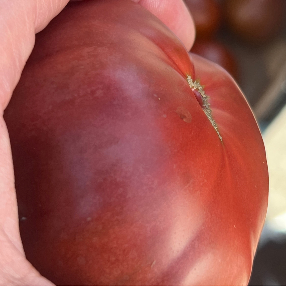 Black Tomato at Union Square - Norwich Meadows Farm