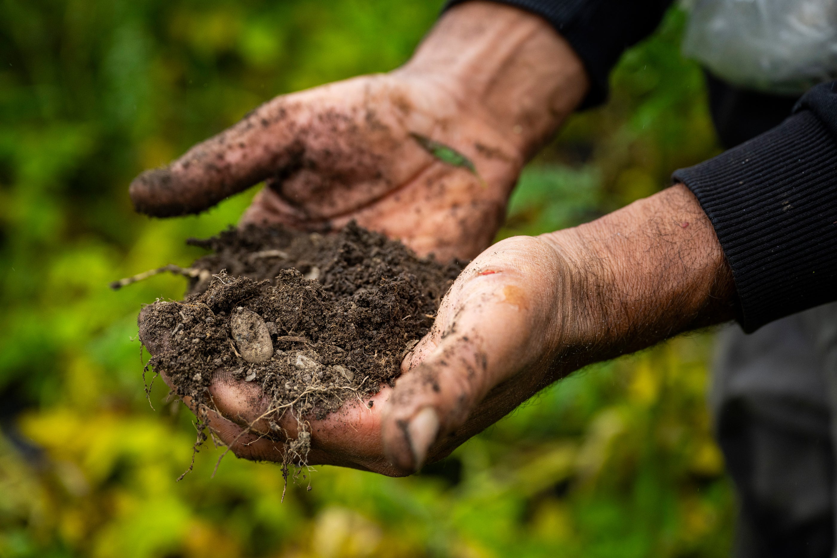 Norwich Meadows Farm