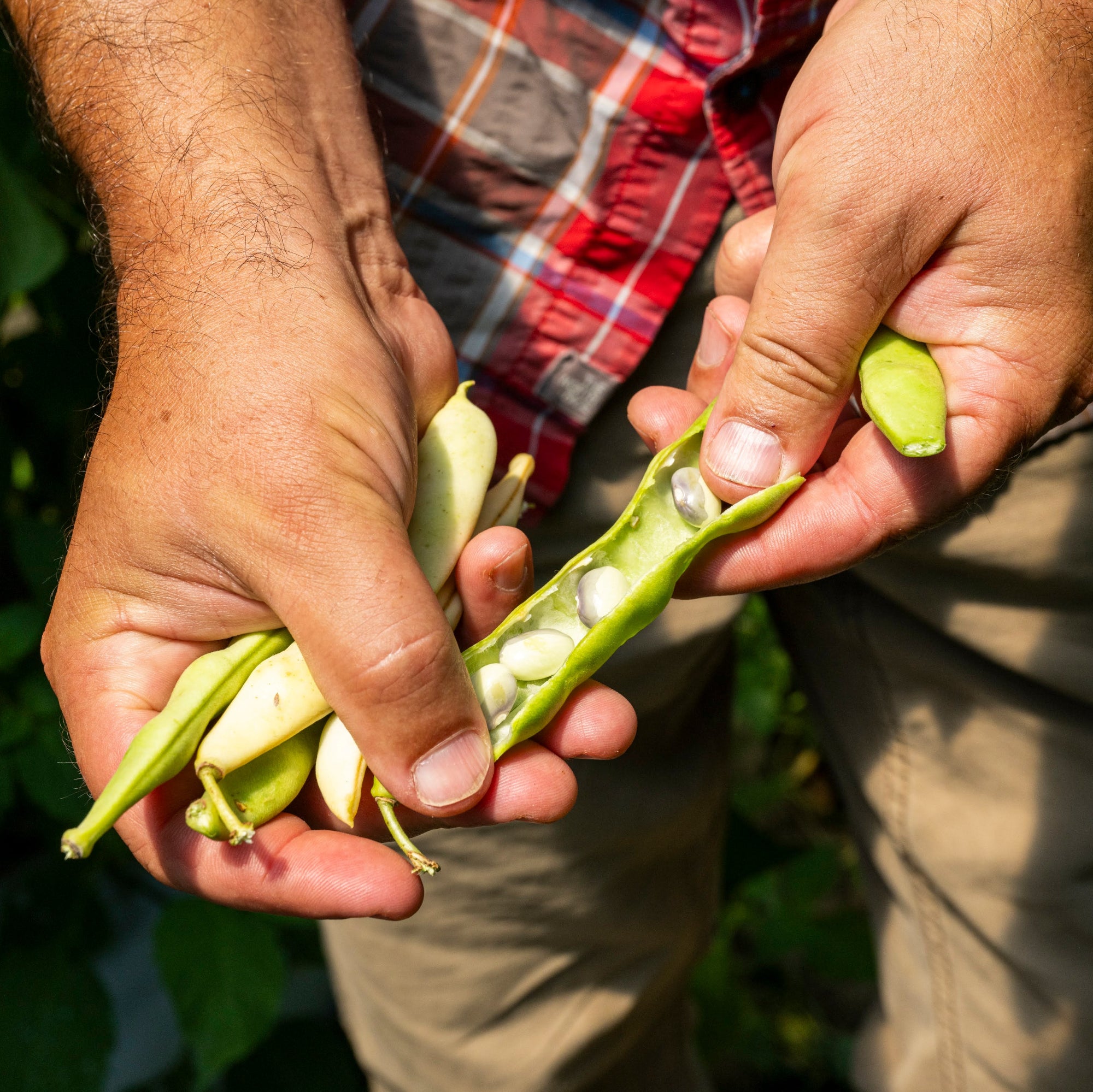 Fresh Shelling Beans that are included in our chef box.