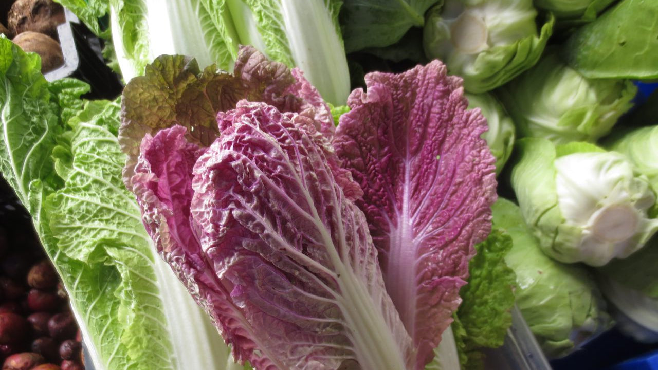 Purple and Green Napa Cabbage that are available in our asian harvest box.