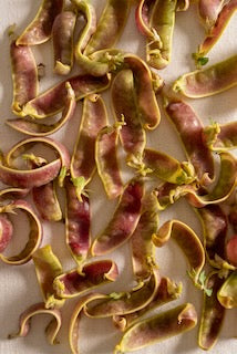 Mazourek Snow Pea Breeding Medley