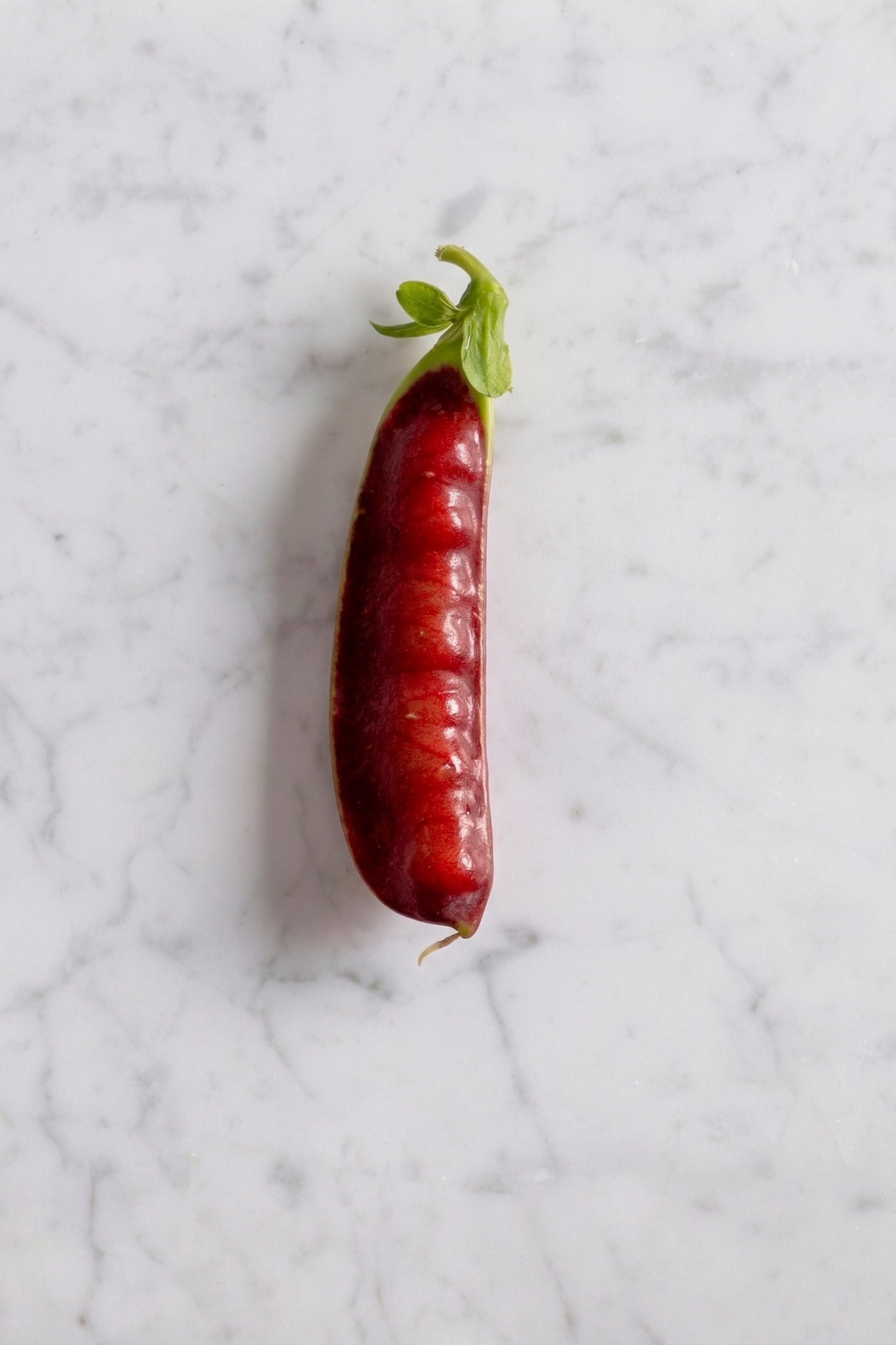 Mazourek Snow Pea Breeding Medley