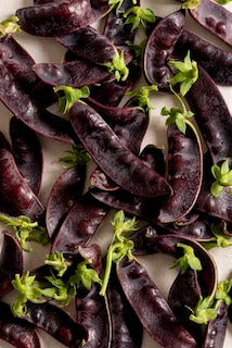 Mazourek Snow Pea Breeding Medley