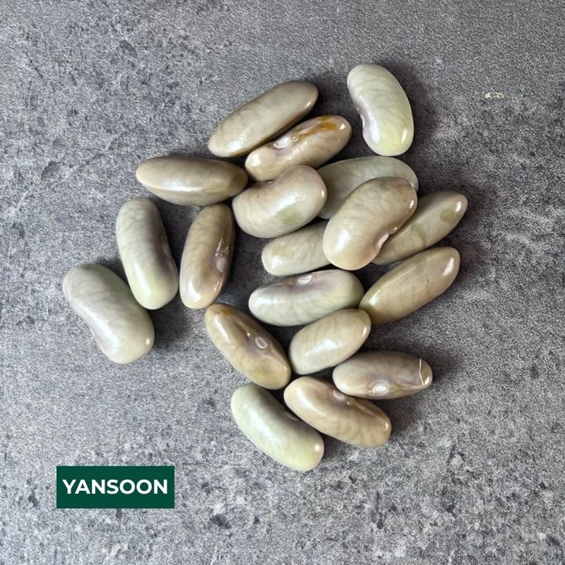 Cornell Dry Bean Collection – 2026 Harvest