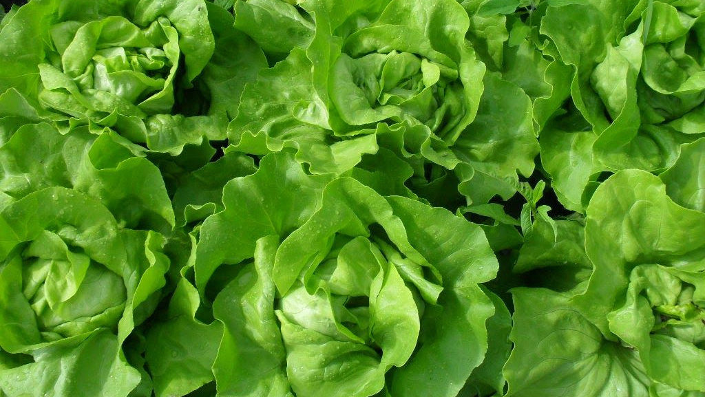 Buttery beautiful lettuce from Norwich Meadow Farms baby lettuce mix.