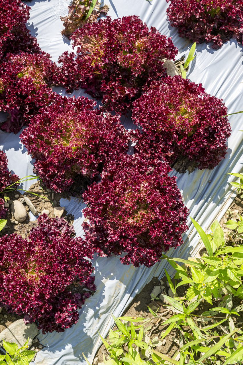 Lettuce red crsp growing in the field in norwiich.