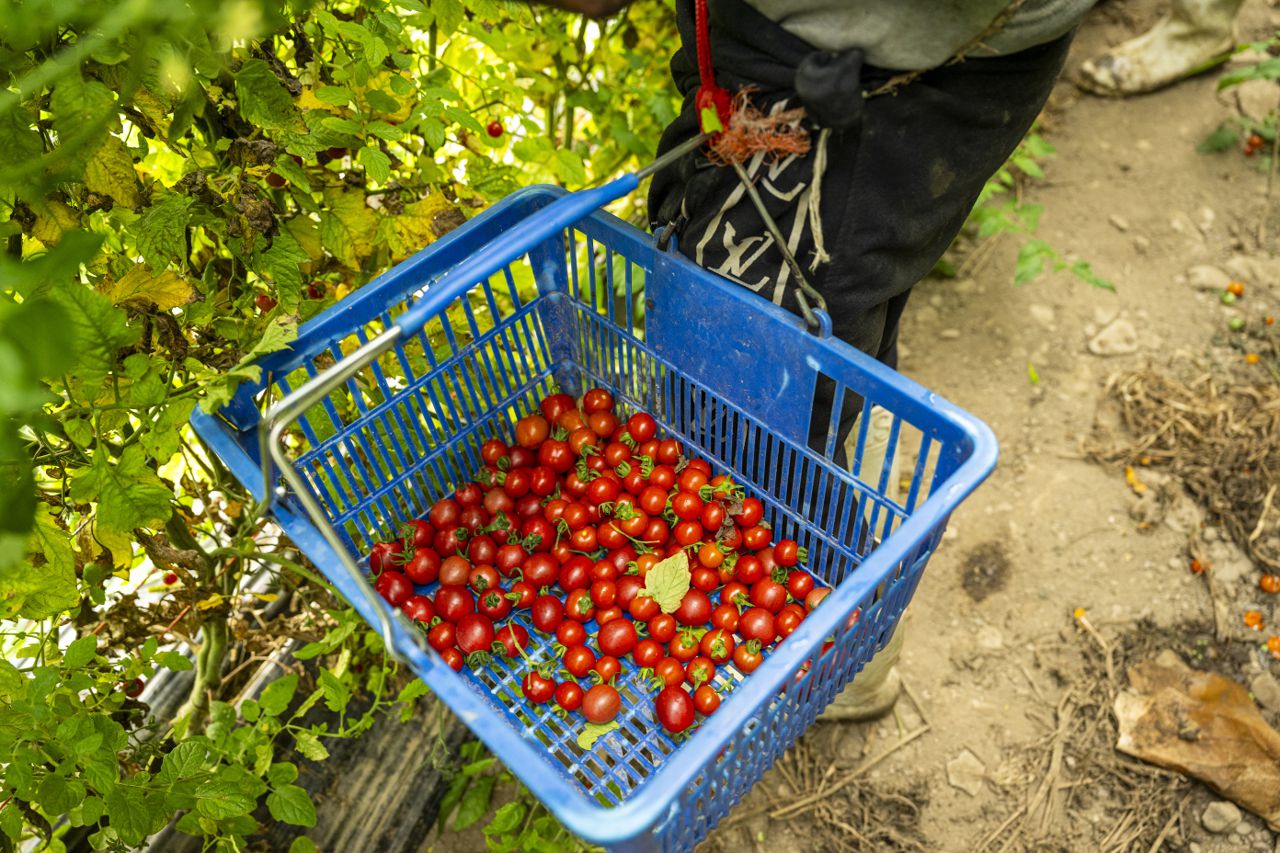 Harvesting cherry tomatoes in the field using a shopping basket