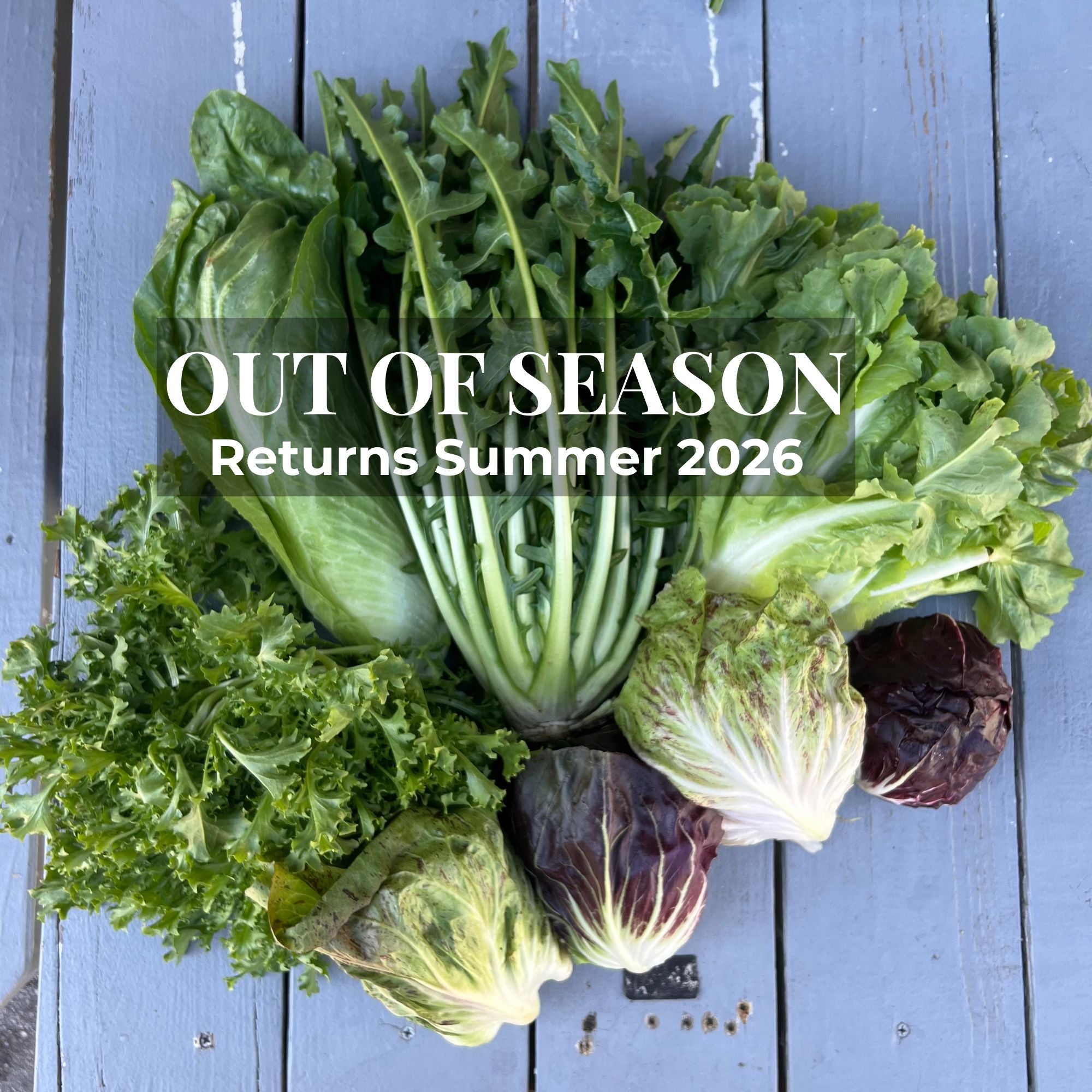 Fall Chicory & Radicchio Box