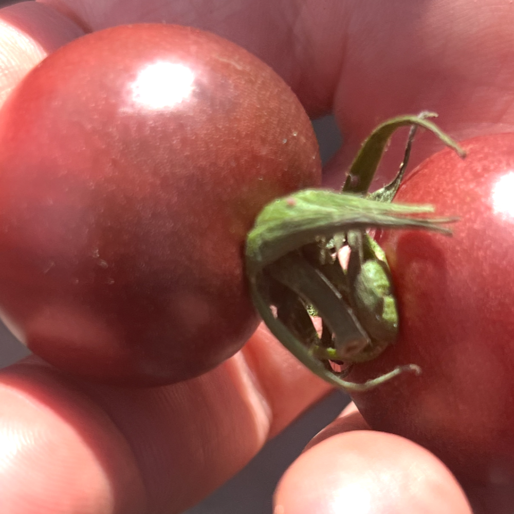 Black Cherry Tomatoes - Norwich Meadows Farm.