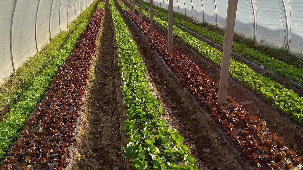 High Tunnel with organic baby lettuce grown by Norwich Meadows Farm.