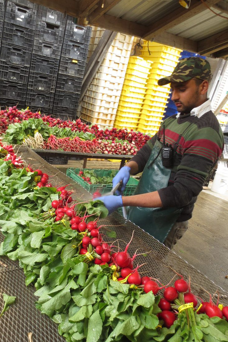 Getting Radish Ready for Shipping in Farm Boxes