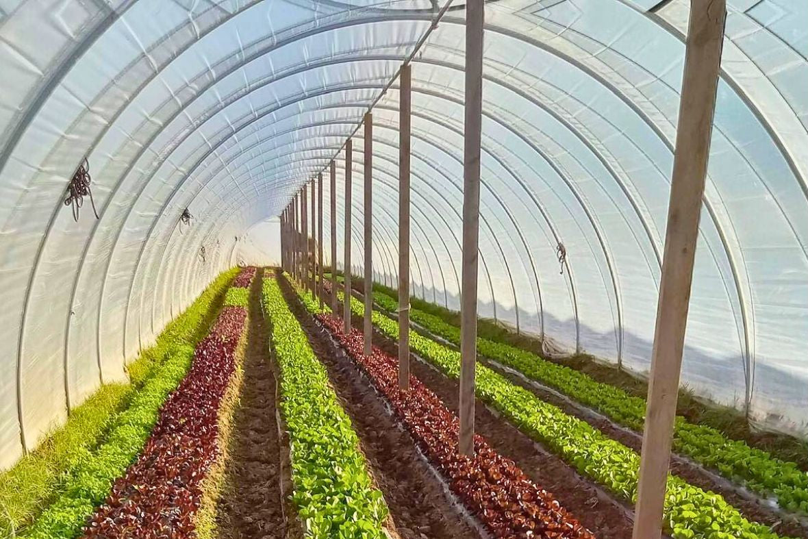 Lettuce in rows at Norwich - on of our main fields.