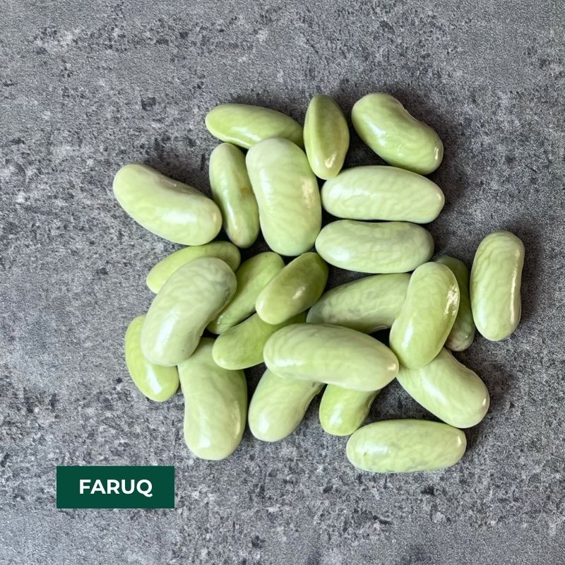 Cornell Dry Bean Collection – 2026 Harvest