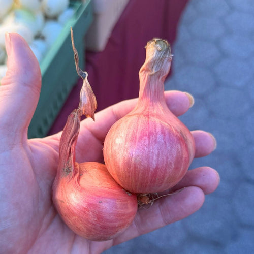 Creme Brulee Shallots at Union Square grown by Norwich Meadows Farm.