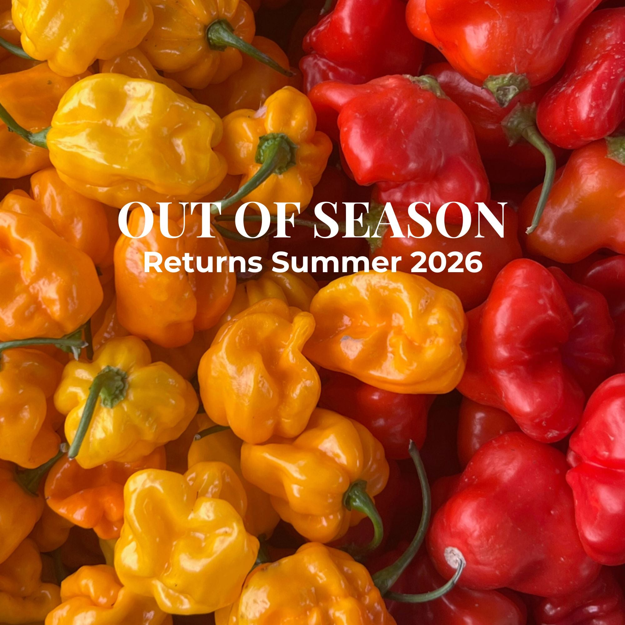 Culinary Chile Collection