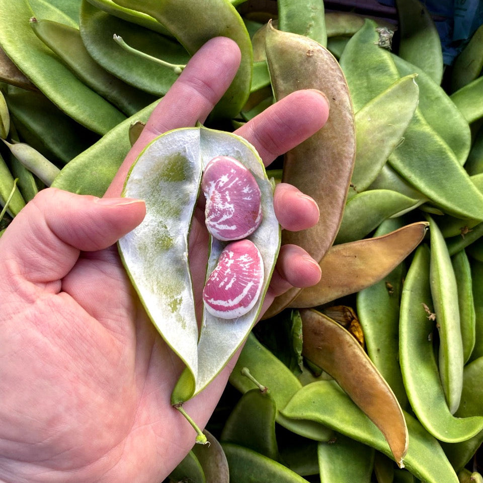 Lima Beans from Norwich Meadows