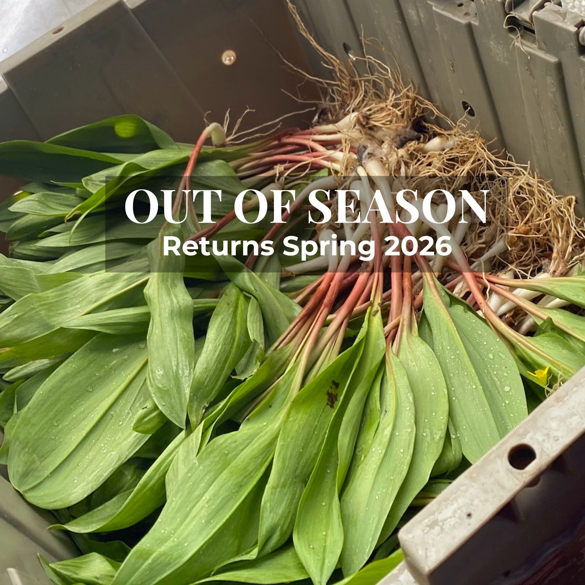 Ramps - Ethically Foraged
