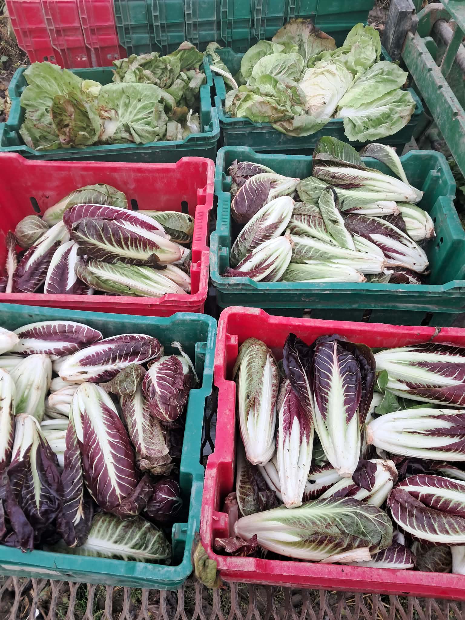 Freshly harvested radicchio packed in crates at Norwich Meadows Farm