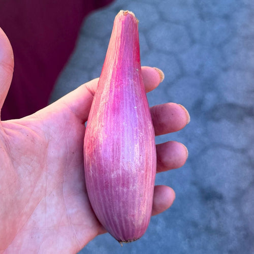 Tropea Onion grown on Norwich Meadows Farm at Union Square Green Market