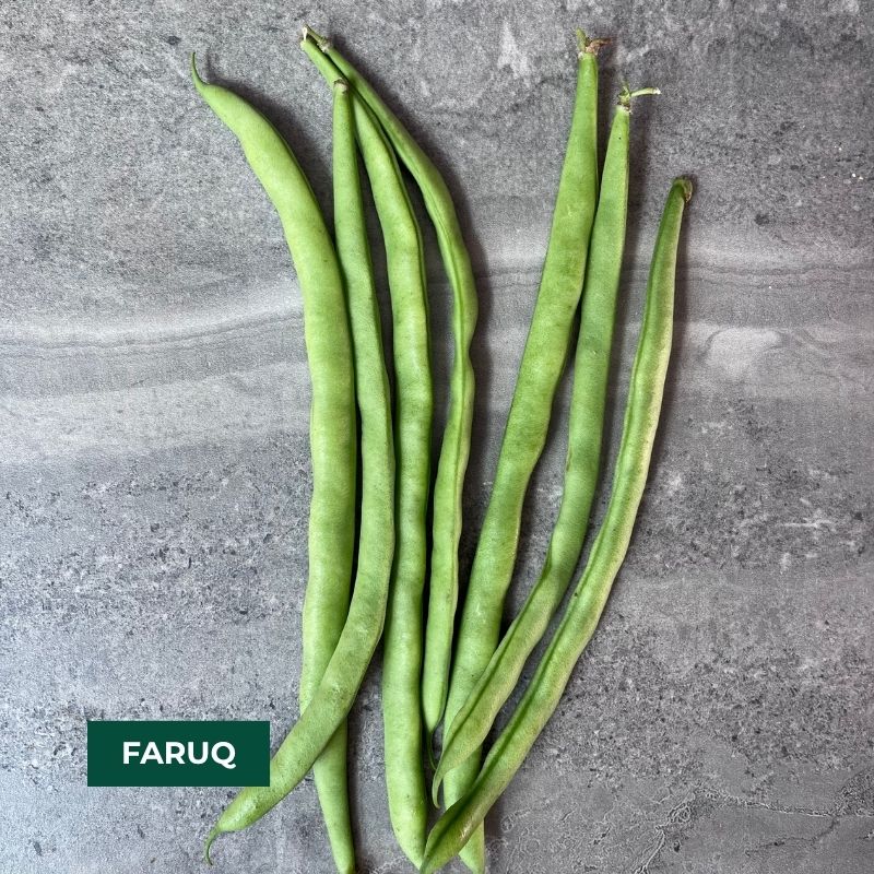 Cornell Dry Bean Collection – 2026 Harvest