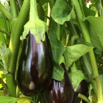 Black Eggplant hanging on the plant