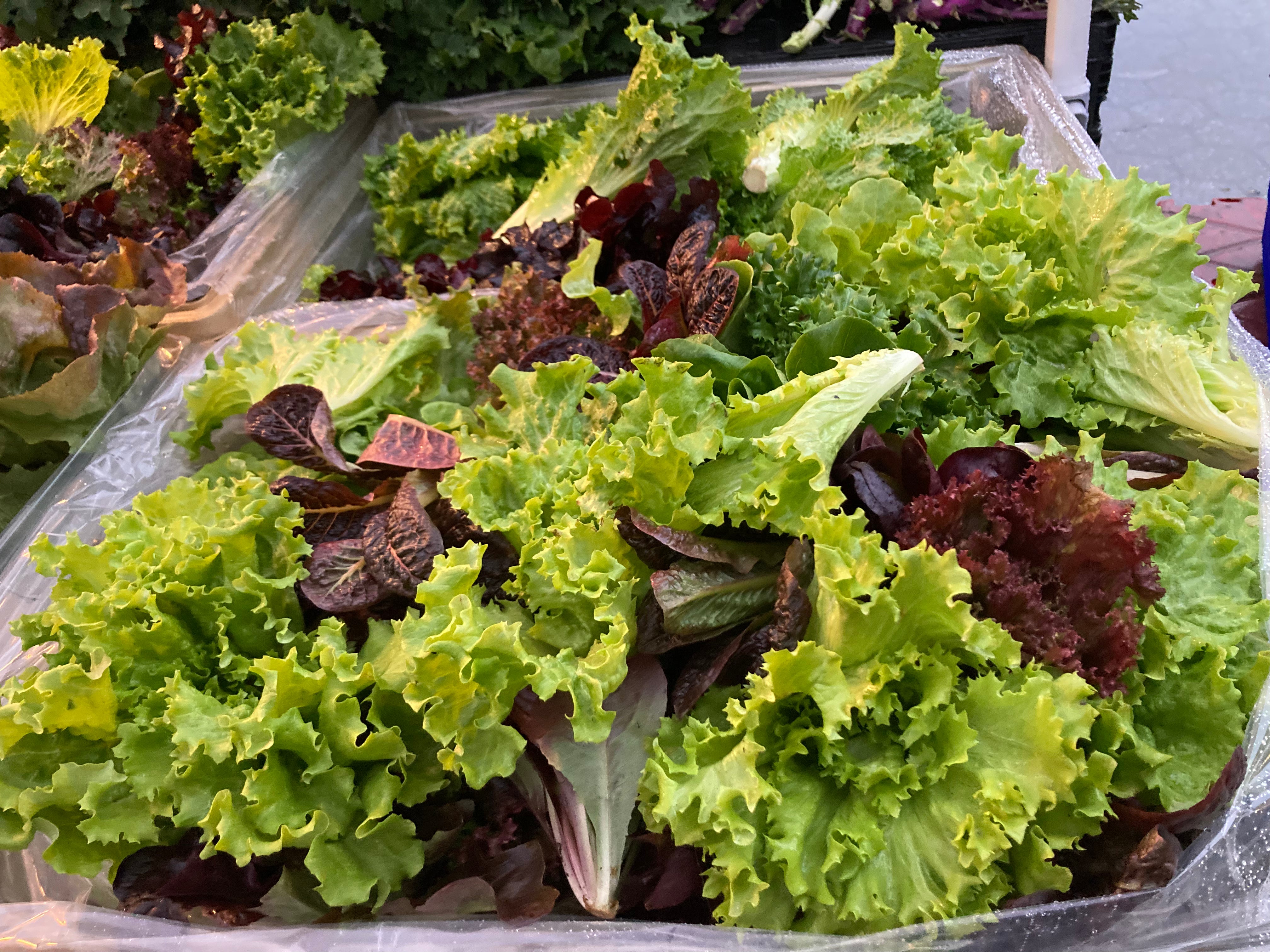 Assortment of Organic Mixed Baby Lettuce from Norwich Meadows Farm