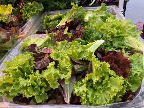 Assortment of Organic Mixed Baby Lettuce from Norwich Meadows Farm