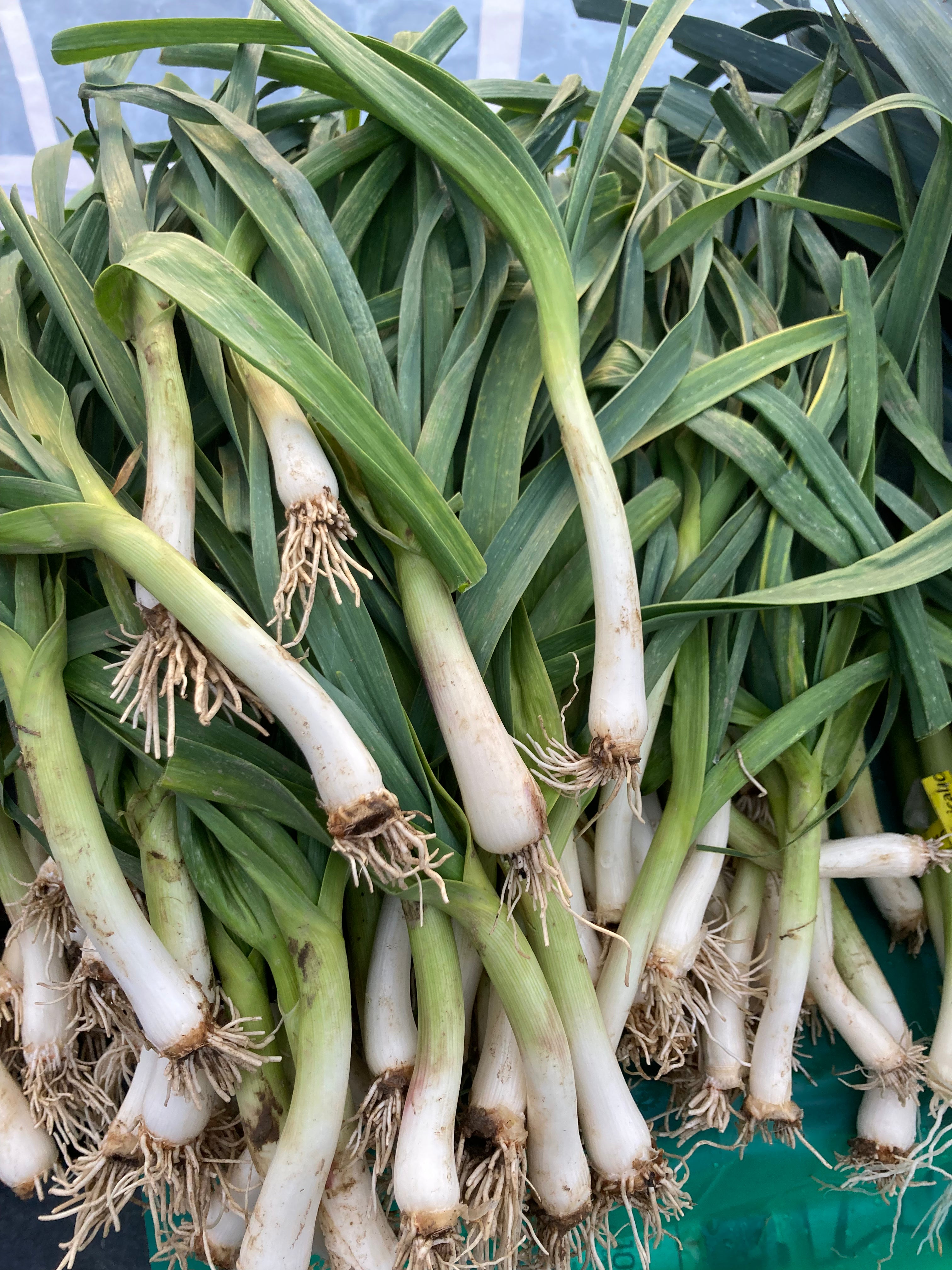 Green Garlic just harvested