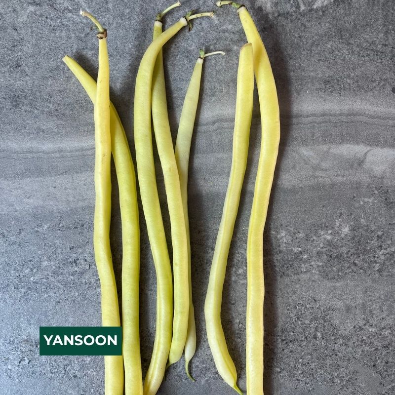 Cornell Dry Bean Collection – 2026 Harvest