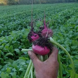 Red Turnips - 1 bunch