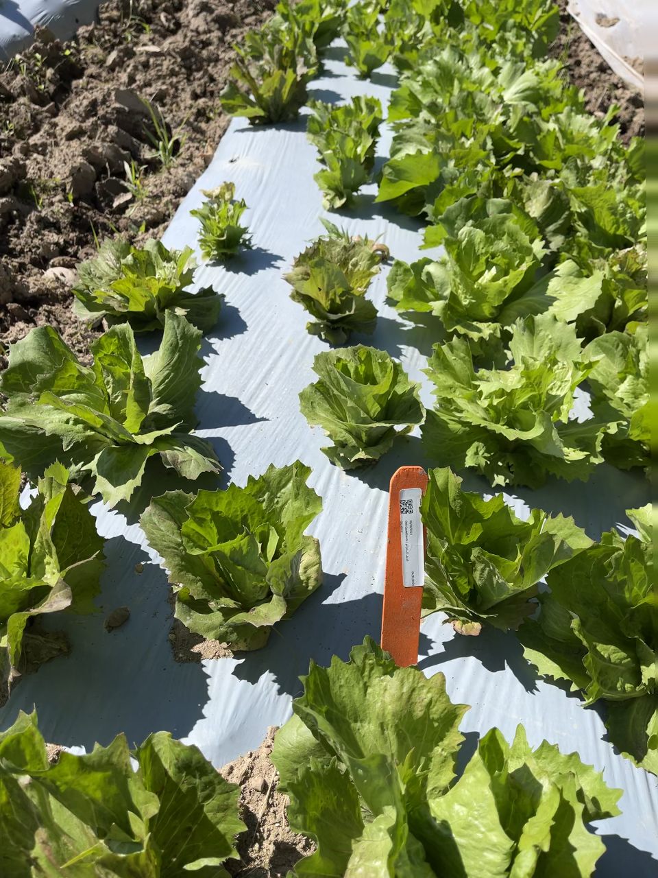 Lettuce growing upstate at Norwich Meadows Farm for restuarants.