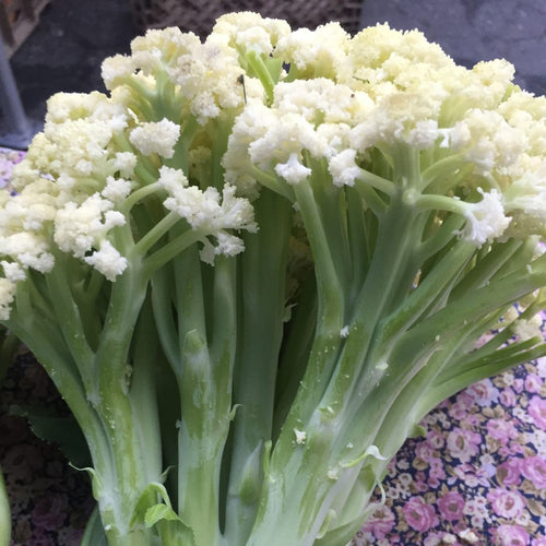 Fioretto Japanese Cauliflower