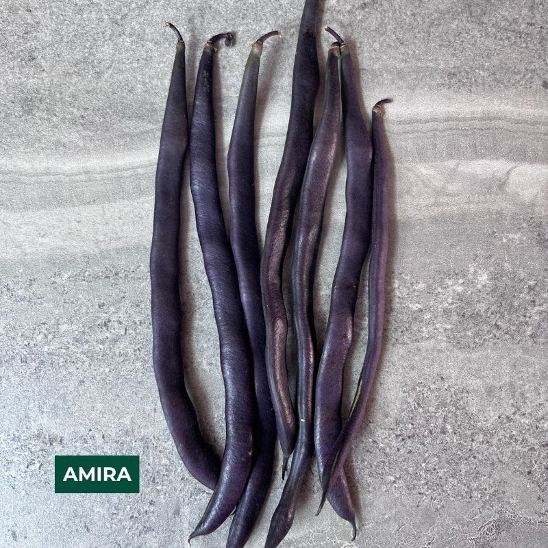 Cornell Dry Bean Collection – 2026 Harvest
