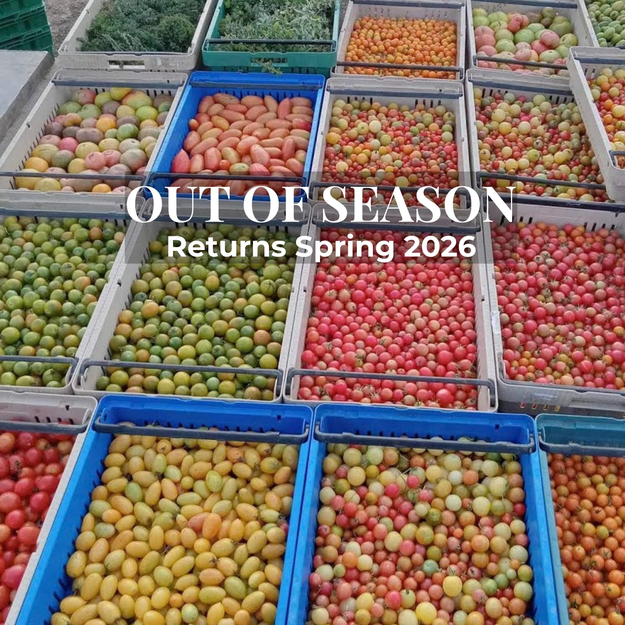 Heirloom Tomato Collection