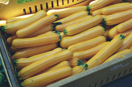 Zucchini, Yellow Gold Bar