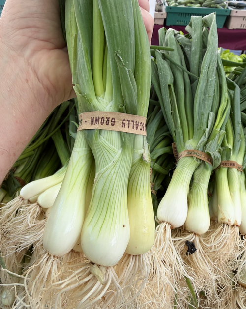 Spring Onion - 1 bunch