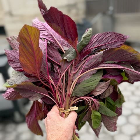 Red Amaranth - a specialty crop grown by Norwich Meadows Farm