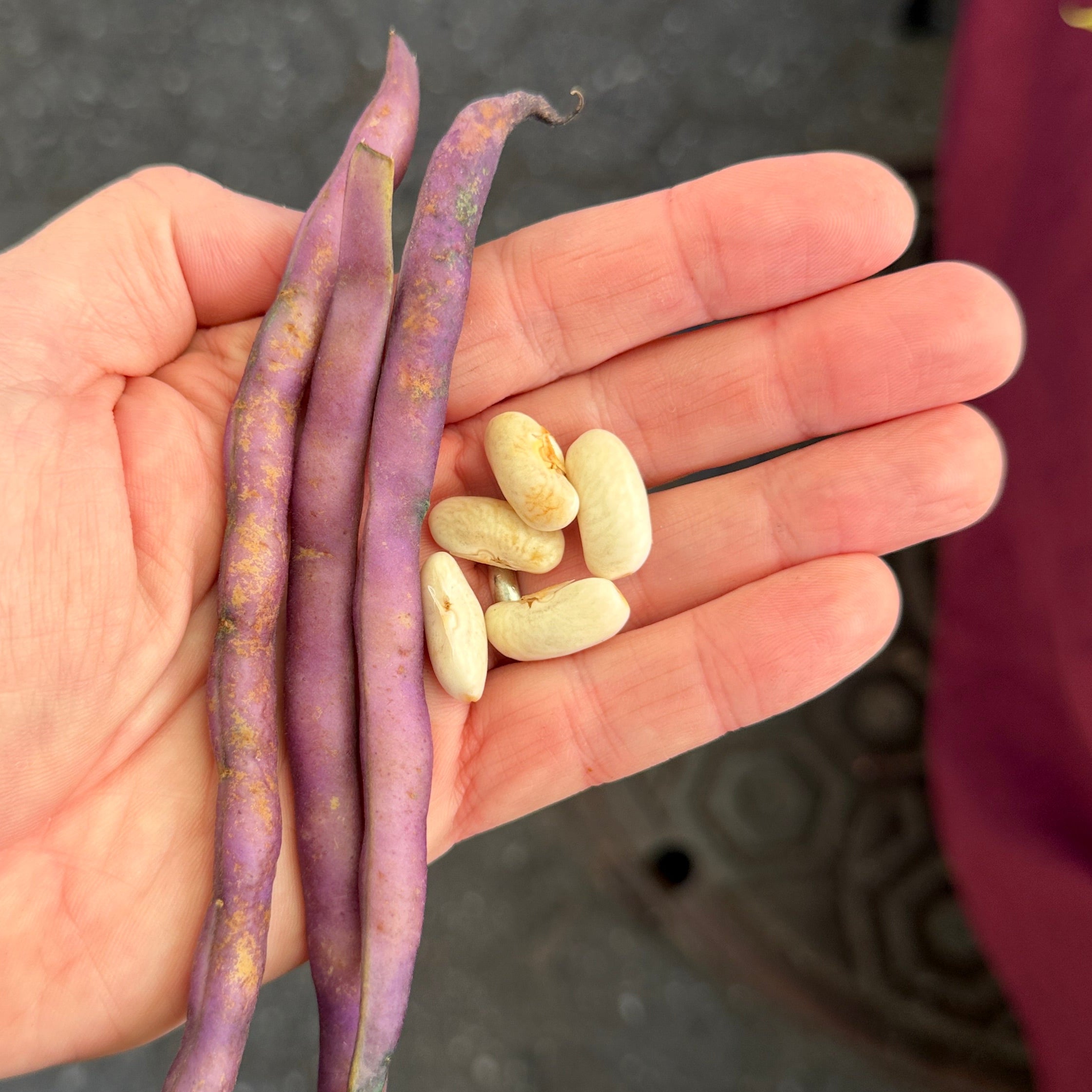 Fresh Amira Beans from Norwich Meadows Farm.