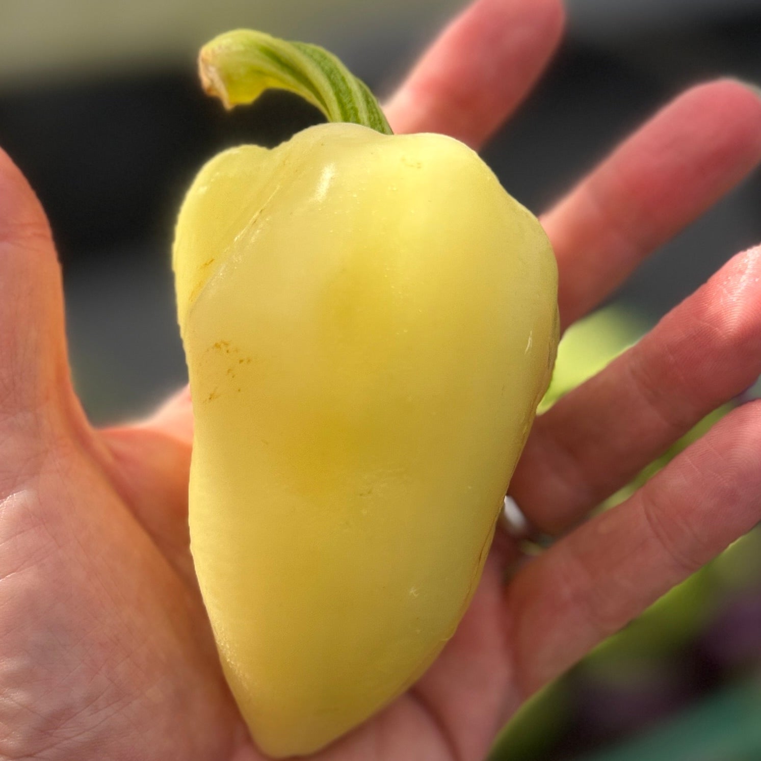 Romanian Frying Pepper - an early pepper grown at Norwich Meadows Farm.