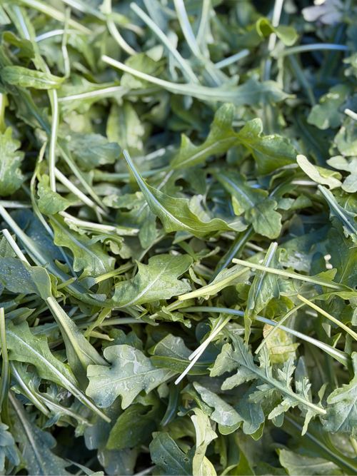 Baby Arugula getting ready for shipments.