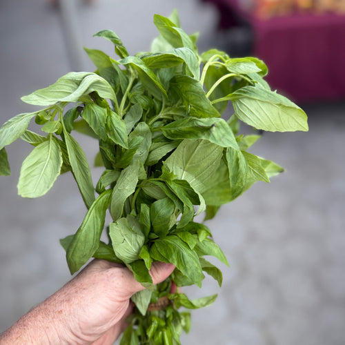 Basil from Norwich Meadows Farm