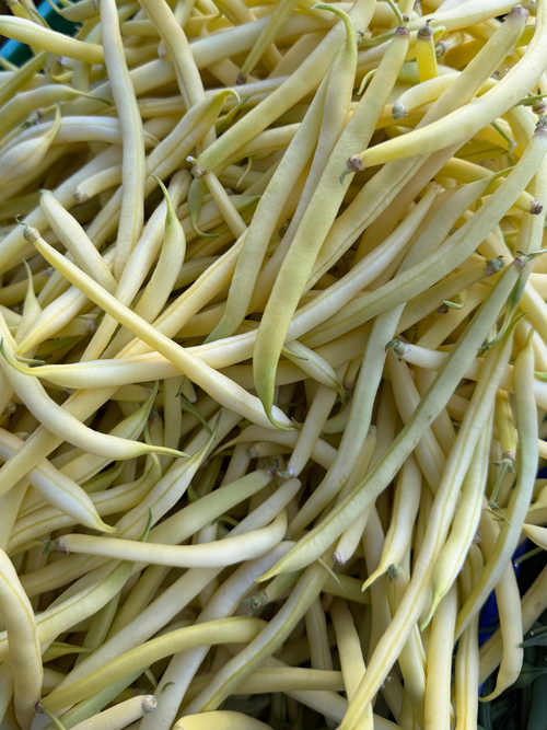 Yellow wax beans grown on Norwich Meadows Farm