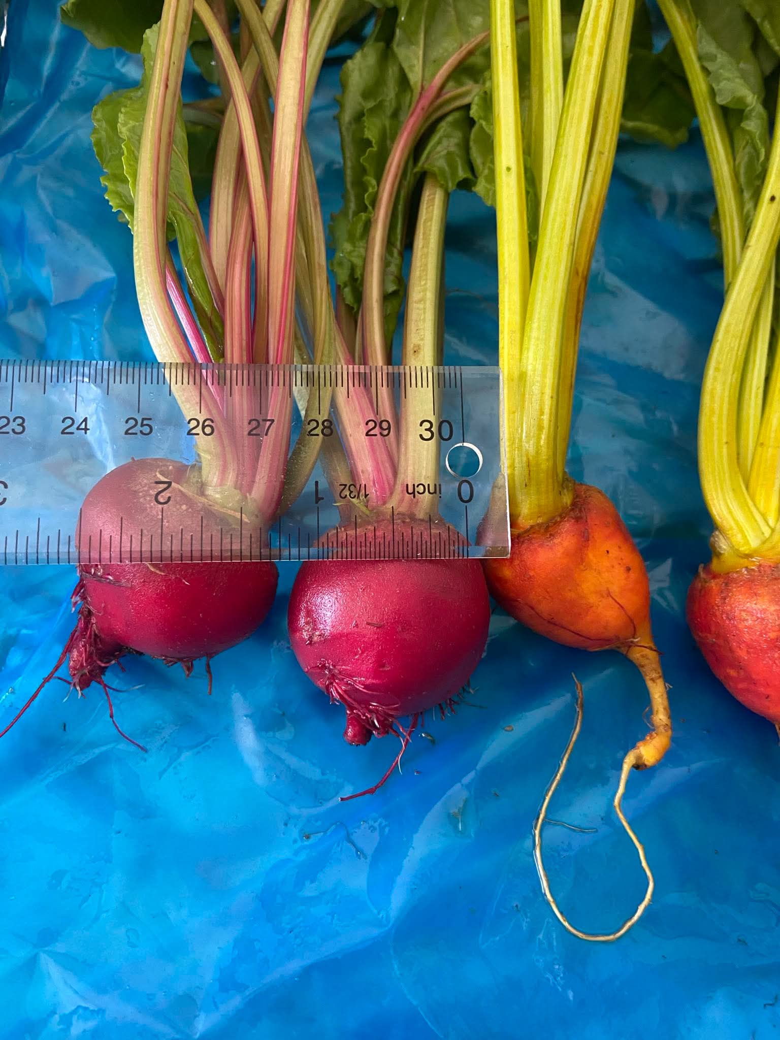 Red Baby Beets from Norwich Meadows Farm