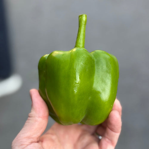 Green Bell Pepper for sale at Union Square Market, Grown by Norwich Meadows Farm,