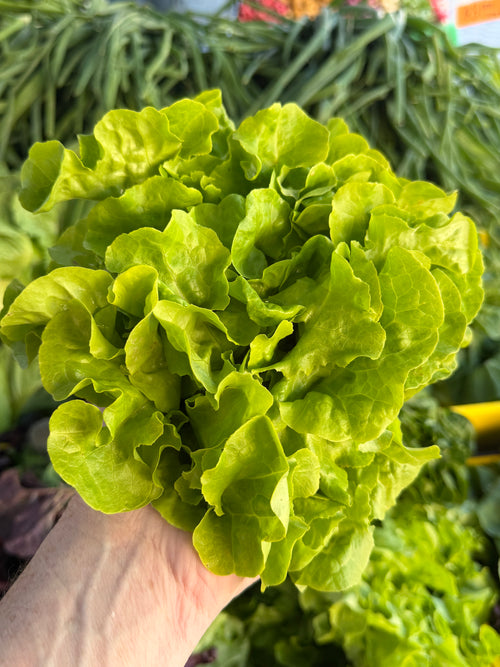 Green Boston lettuce